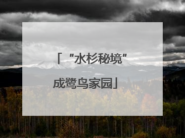“水杉秘境”成鹭鸟家园