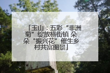 玉山：五彩“非洲菊”绽放横街镇 朵朵“振兴花”催生乡村共富图景