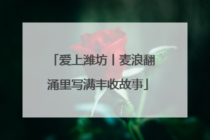 爱上潍坊丨麦浪翻涌里写满丰收故事