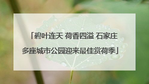 碧叶连天 荷香四溢 石家庄多座城市公园迎来最佳赏荷季