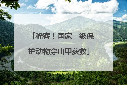稀客！国家一级保护动物穿山甲获救