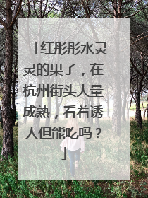 红彤彤水灵灵的果子，在杭州街头大量成熟，看着诱人但能吃吗？
