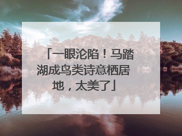 一眼沦陷！马踏湖成鸟类诗意栖居地，太美了