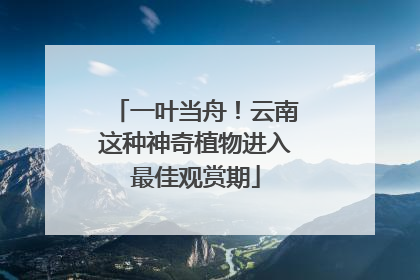 一叶当舟！云南这种神奇植物进入最佳观赏期