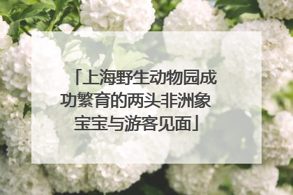 上海野生动物园成功繁育的两头非洲象宝宝与游客见面