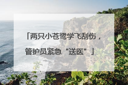 两只小苍鹭学飞刮伤，管护员紧急“送医”