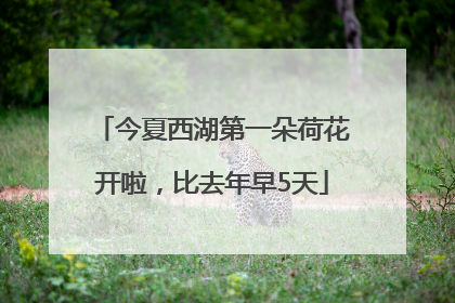 今夏西湖第一朵荷花开啦，比去年早5天