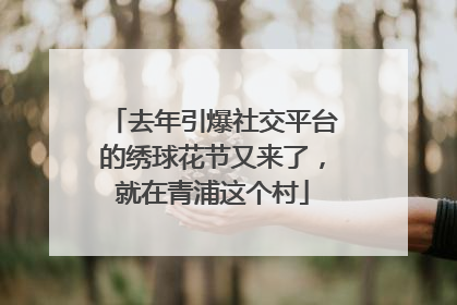 去年引爆社交平台的绣球花节又来了，就在青浦这个村