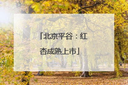 北京平谷：红杏成熟上市
