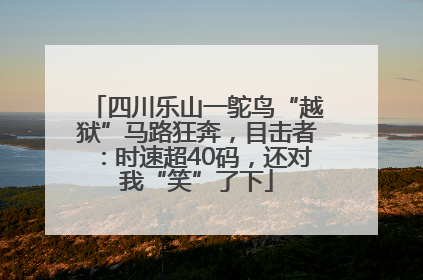 四川乐山一鸵鸟“越狱”马路狂奔，目击者：时速超40码，还对我“笑”了下