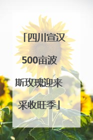 四川宣汉500亩波斯玫瑰迎来采收旺季