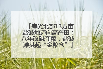 寿光北部13万亩盐碱地迈向高产田：八年改碱夺粮，盐碱滩拱起“金粮仓”