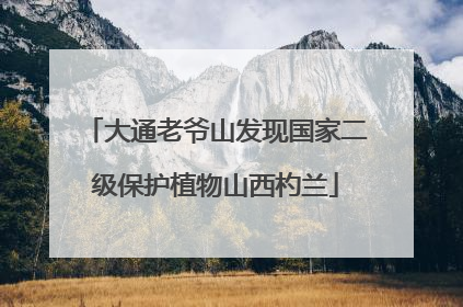 大通老爷山发现国家二级保护植物山西杓兰