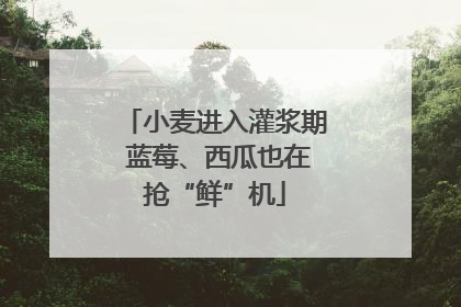 小麦进入灌浆期 蓝莓、西瓜也在抢“鲜”机