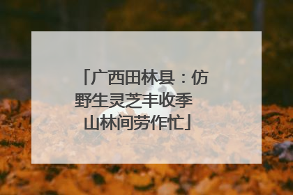 广西田林县：仿野生灵芝丰收季 山林间劳作忙