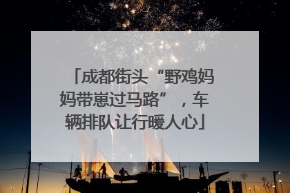成都街头“野鸡妈妈带崽过马路”，车辆排队让行暖人心