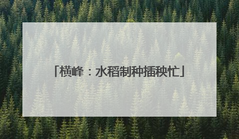 横峰：水稻制种插秧忙
