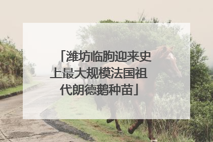 潍坊临朐迎来史上最大规模法国祖代朗德鹅种苗