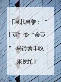 河北昌黎：“土豆”变“金豆” 马铃薯丰收采挖忙