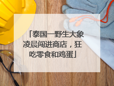 泰国一野生大象凌晨闯进商店，狂吃零食和鸡蛋