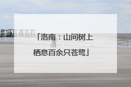 洛南：山间树上栖息百余只苍鹭