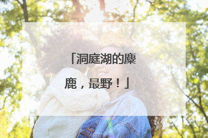 洞庭湖的麋鹿，最野！