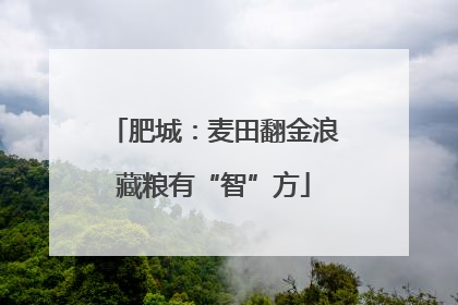 肥城：麦田翻金浪藏粮有“智”方