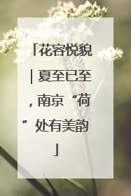 花容悦貌｜夏至已至，南京“荷”处有美韵
