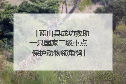 蓝山县成功救助一只国家二级重点保护动物领角鸮