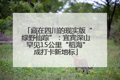 藏在四川的现实版“绿野仙踪”：宜宾深山罕见15公里“稻海”成打卡新地标