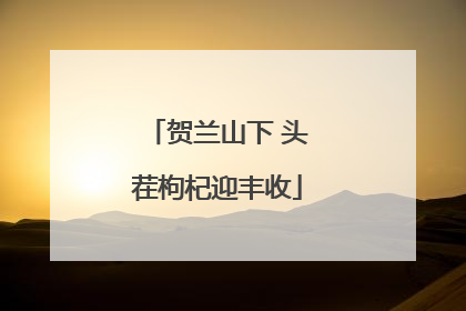 贺兰山下 头茬枸杞迎丰收