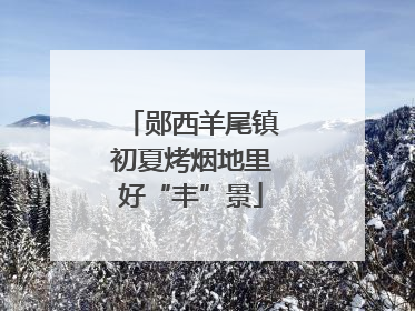 郧西羊尾镇初夏烤烟地里好“丰”景
