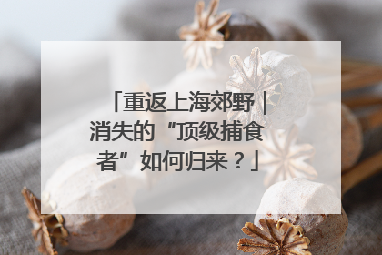 重返上海郊野｜消失的“顶级捕食者”如何归来？
