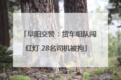 阜阳交警：货车组队闯红灯 28名司机被拘