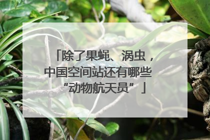 除了果蝇、涡虫，中国空间站还有哪些“动物航天员”