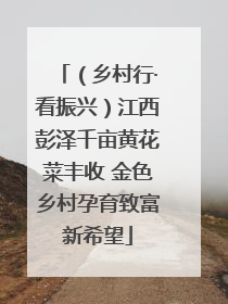 （乡村行·看振兴）江西彭泽千亩黄花菜丰收 金色乡村孕育致富新希望